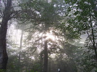 Bäume Nebel und Sonnenstrahlen bei Eberbach