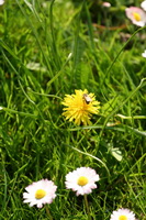 Loewenzahn und Biene