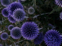Edeldistel mit Hummel