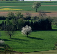 Kirschbaum in Blühte