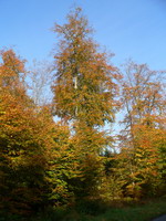 Herbst auf dem Königstuhl bei Heidelberg