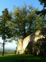 Baum Burg Steinsberg