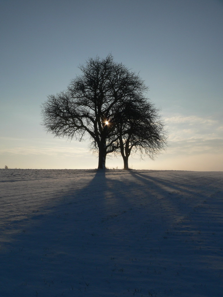 Baum20im20Schnee20bei20Gegenlicht